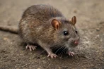 Traitement contre les rats et souris, dératisation à Paris 2 75002 Paris - Île-de-France