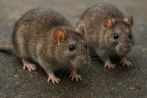Traitement contre les rats et souris, dératisation à Paris 3 75003 Paris - Île-de-France