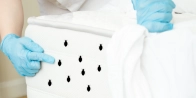 Traitement de Punaise de Lit à Marseille 1 13001, Bouches-du-Rhône ( 13 )